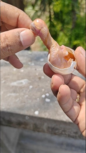 A heartbreaking moment for pigeon Fanciers🥲 why does it happen?#birds #pigeon #petlover #pets #birds