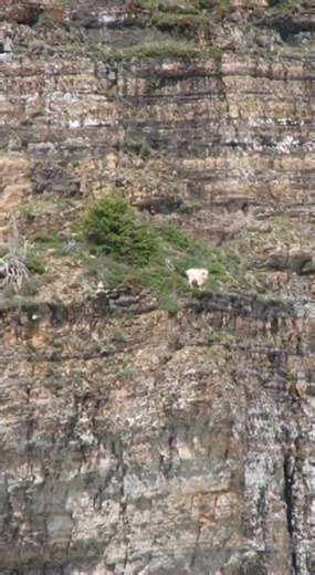 Goat Falls down Jagged Cliff #animals #wildlifevideo #viralvideo #wildanimals