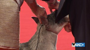 They are sociable companions, alert watchdogs, enthusiastic backyard squirrel chasers, and are good with kids and protective of loved ones. Meet the Standard Schnauzer! | AKCtv