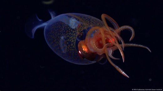 Científicos filman por primera vez al raro calamar colosal