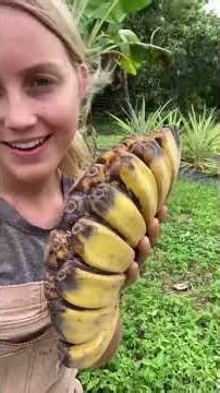 There are over 500 banana varieties, but 99% of people have only tried the Cavendish