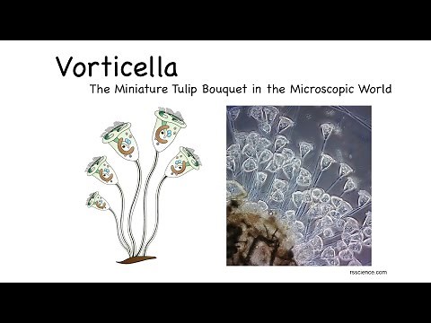 Vorticella – The Miniature Tulip Bouquet in the Microscopic World
