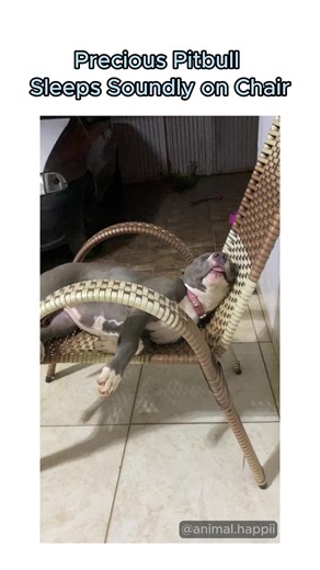 Funny pets compilation #pets #happi #animal