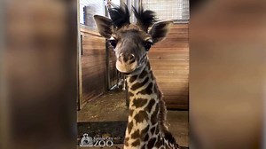 117K views · 10K reactions | The Kansas City Zoo is home to more than 1,700 animals on over 200 acres. Visit the Zoo to see Dixie the giraffe, stingray bay and more! | Kansas City Zoo & Aquarium | Facebook