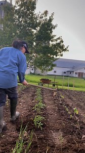 44 reactions · 8 comments | Organic cow manure fertilizer is rich in nitrogen, phosphorus and potassium. It helps to improve soil structure, enhance water retention and provide nutrients for healthy plants. #gardening #OrganicFertilizer #fbreels2025ツ | Mherma Magbanua | Facebook