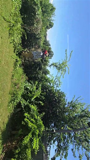 The Trim Standard fence clearing