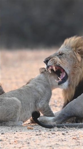Curious Cubs Better Watch Out for Father's Teeth