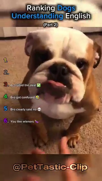 Ranking Dogs Understanding English (Part 2)