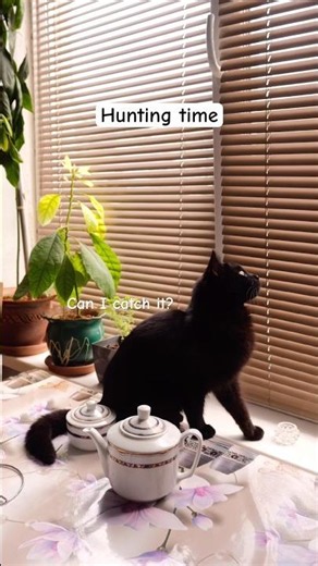 Hunting time 🍒 #catcreator #blackcat #petlover