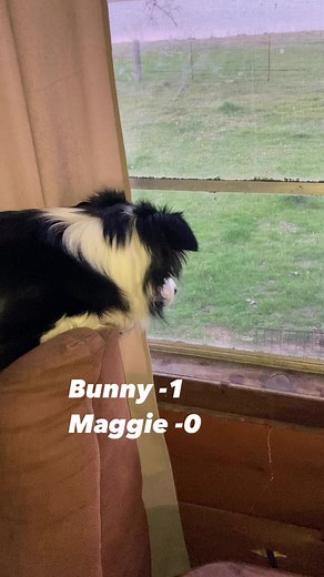 Maggie is obsessed with bunny rabbits. She seen one through the window so I let her go chase it. It outran her by country mile! 😂 #texasrancher #bordercollie #mansbestfriend #chasingrabbits #funnymoments #cuteanimals #viralreelsfacebook | Texas Rancher