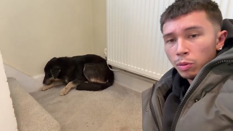 Golden retriever comforts a frightened rescue puppy