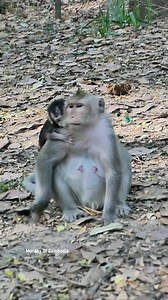 Sad and Emotional Moment as Newborn Baby Monkey Throws Tantrum, Crying for Milk and Love from Mom, But Mother Appears Distant, Ignoring Baby’s Hunger and Pain | Monkey Of Cambodia