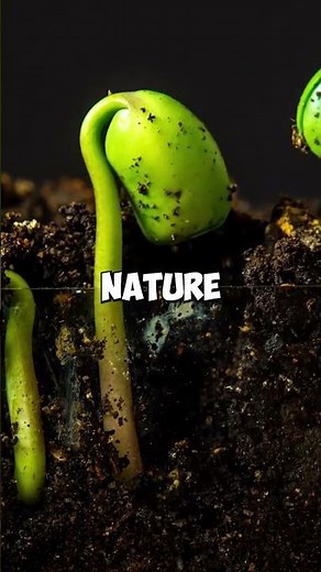 How Lightning Powers Life on Earth ⚡ The Secret Fertilizer! #facts #didyouknow