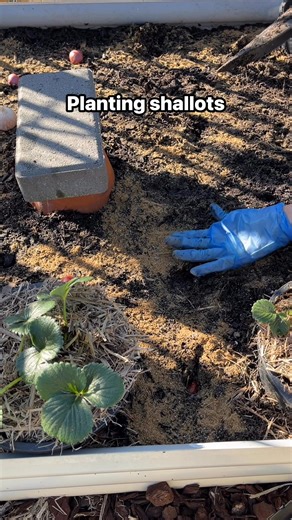 Planting #shallots #backyardgarden #homegrown #fblifestyle | GrowwithChea