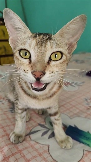 Understanding Cat Language: Why Is This Cat Meowing?