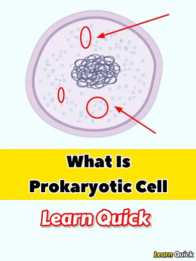 Exploring Prokaryotic Cells and Their Functions