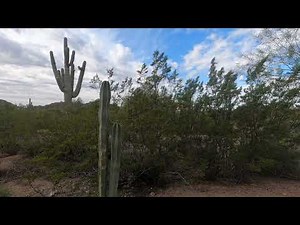 Calm Desert Ambience: Arizona Nature Sounds with Gentle Wind / birdsongs for Relax / Sleep / Study