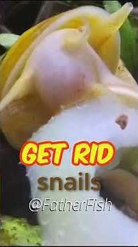 The Snail Lady hated my guts! Snails in Planted Aquarium