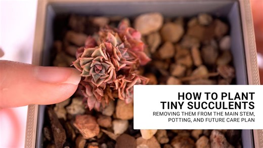 How to successfully plant and care for tiny succulents