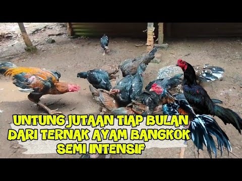 Semi-intensive Bangkok chicken farming brings in millions in profits per month