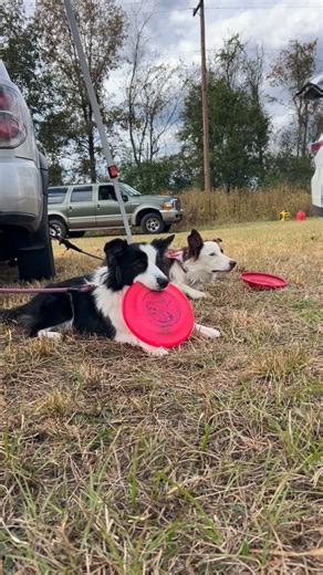 Jack and JoJo keeping an eye on the game | Laura Jean VanderVliet
