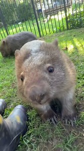 20K views · 692 reactions | Did you know that a wombat can jump higher than ten 380g jars of Vegemite stacked on top of each other? This is due to their powerful legs. And because Vegemite can’t jump.  | brindabella_the_wombat on Instagram #WombatWednesday | CSIRO | Facebook