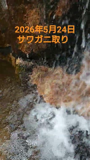 サワガニを取りに行く #fishing #サワガニ