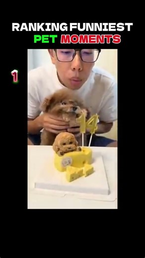 TOP 5 Ranking Funniest PET Moments😅 #funnymoments #pets #funnyvideos #laugh