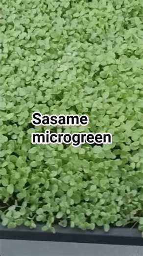 Sesame microgreen