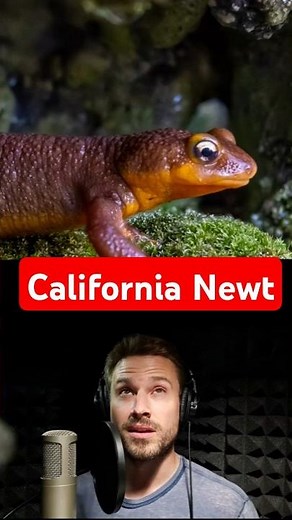 California Newt Mating Ball