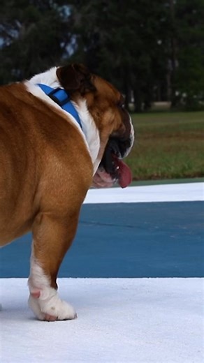 🐾🐶Welcome to Fort Stewart, Rocky the Bulldog! We’re proud to have you as the newest Dogface Soldier and the official face of the 3rd Infantry Division. We’re confident you’ll embody the spirit, pride, and fighting legacy of the Marne Division—Rock of the Marne! | 3rd Infantry Division