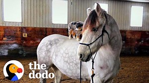 This dog loves to ride horseback.