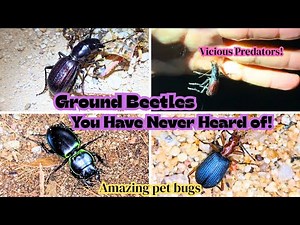 Ground Beetle Diversity and Pet Care