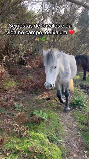 Com a chegada da primavera os precisam ser desparasitados, tratados #portugal #horse #pecuarista
