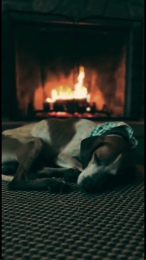🔗🐕 Chained for 5 Years… Until One Man Said “Enough” 💔➡️❤️
