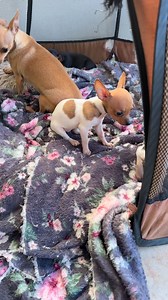 10K views · 268 reactions | Marcelo Pinscher on Reels | Facebook