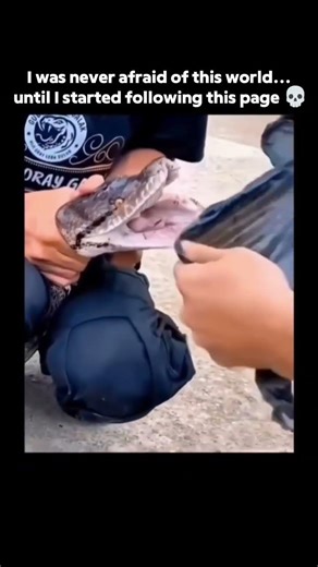 Imagine This in the Human Body 💀 #science #snake #teeth #animals #earth