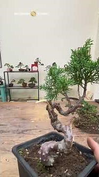 Method of wire installation and formation of cypress bonsai #bonsai #bonsaiart #bonsaitrees