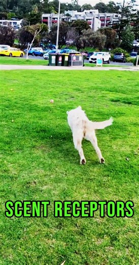 3 Amazing Dog Facts You Didn't Know! #dog