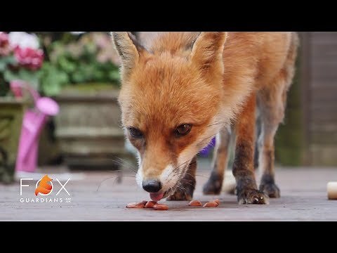 How to Attract Foxes