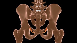 Levator Ani Stock Video Footage - 4K and HD Video Clips | Shutterstock