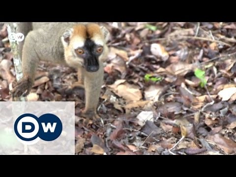 The Red List of threatened species | Global 3000