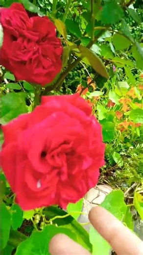 Egg shell powder for the rose plant ☘️