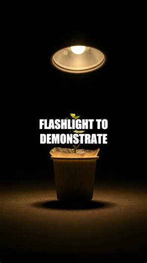 Mysteries of Home Lab Five Fresh Quick Experiments