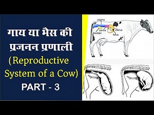 गाय या भैस की प्रजनन प्रणाली | Reproductive System of a Cow (Part -3)