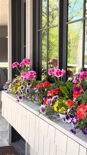 Just setting out this window box garden full of summer color