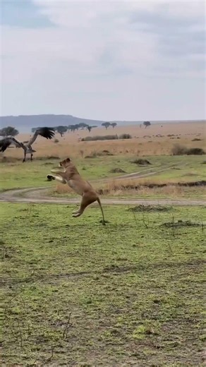 Intense fighting between the Lion and Vultures #wildlife #animals