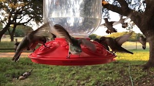 2.4K views · 47 reactions | Y’all, the number of hummingbirds we have...