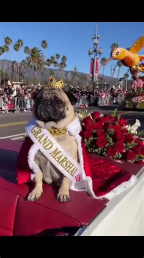 Pug Grand Marshall at the 2026 Rose Parade