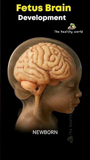 Fetus Brain Development inside the womb #braindevelopment #baby #brainfood #pregnancy #fetalbrain